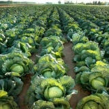 Kako posaditi kupus na otvorenom tlu sa sadnicama
